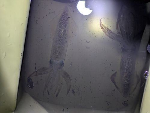 千葉港中央埠頭