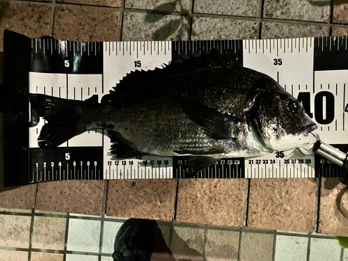 クロダイの釣果