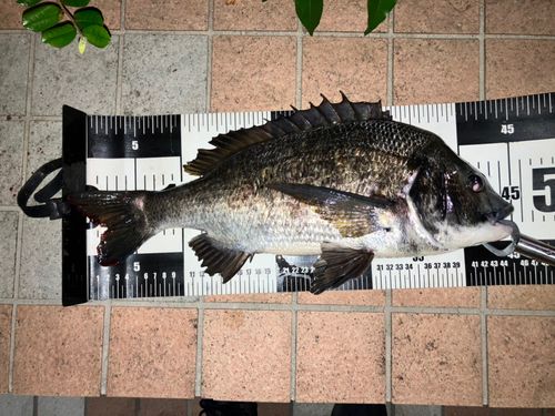 クロダイの釣果