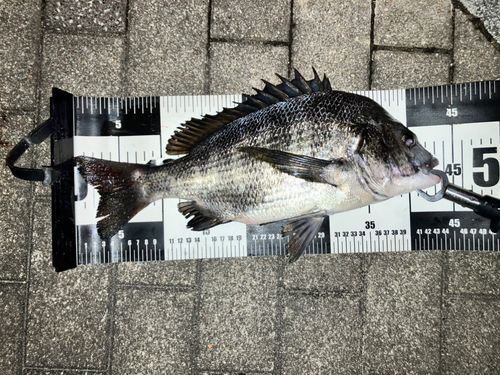 クロダイの釣果