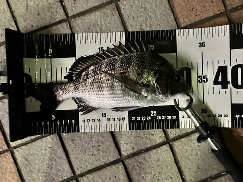 クロダイの釣果