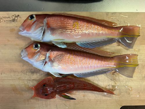 アカアマダイの釣果