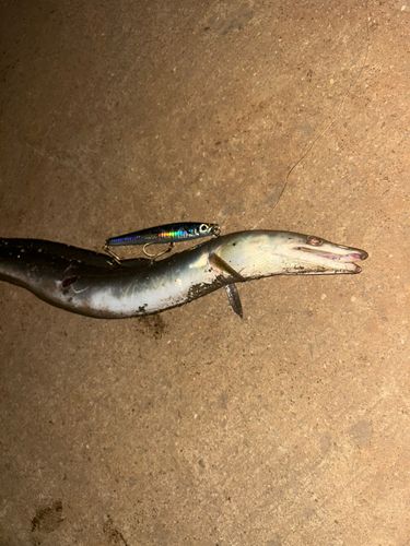 ハモの釣果