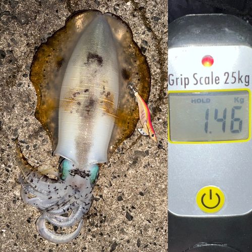 アオリイカの釣果