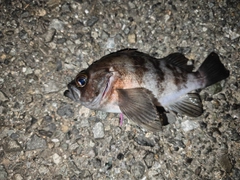 クロメバルの釣果