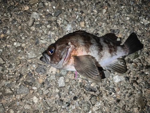 城南島海浜公園