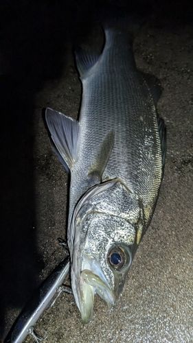 ヒラスズキの釣果