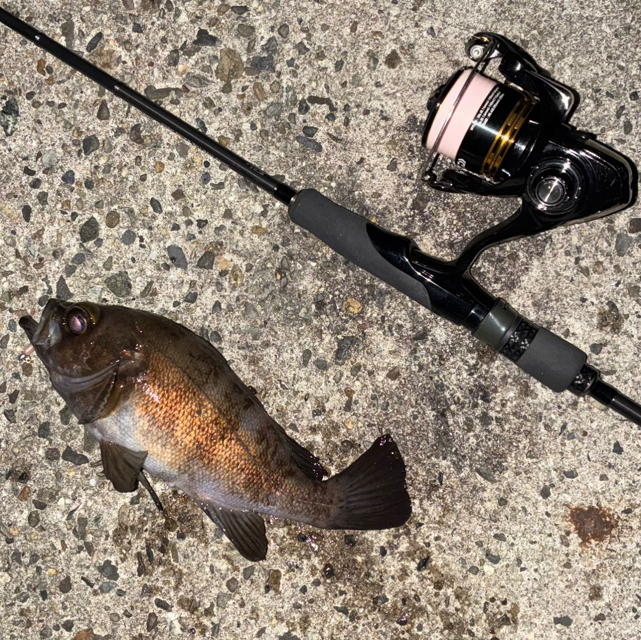 MajorCraft 23エギゾースト 5G Short Length model EZ5-782MLの最安値