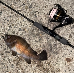 シロメバルの釣果