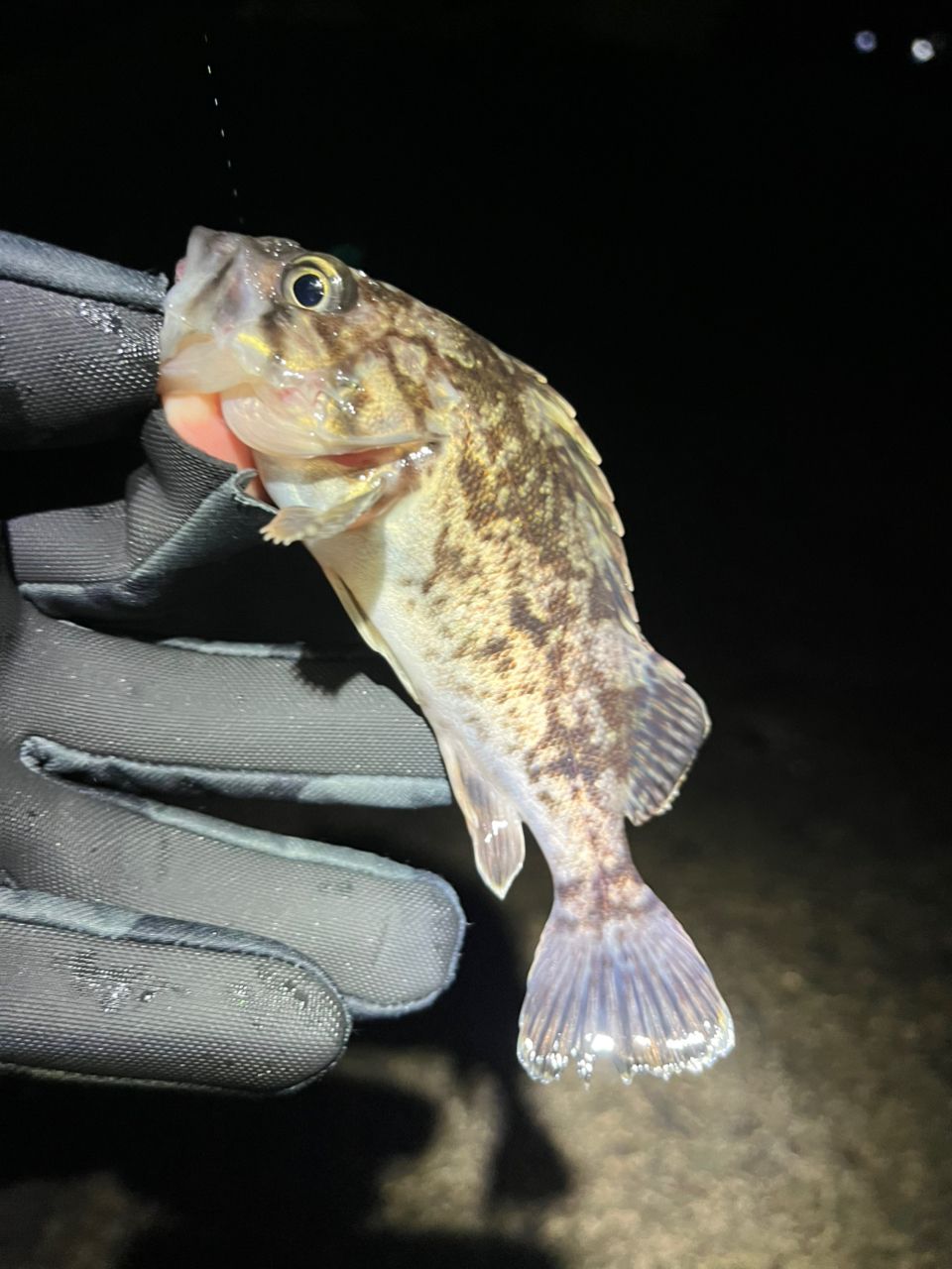 Major Craft 鯵道　5G AD5-SS82L/AJI AD5-S582L/AJI 鯵道5G アジング | ロッド,5Gシリーズ,鯵道5G,アジング