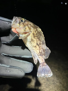 クロソイの釣果