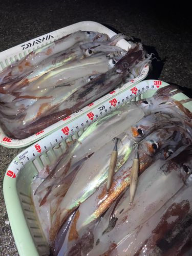 三陸海岸（岩手）