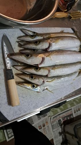 カマスの釣果