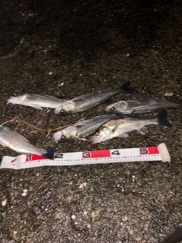 シーバスの釣果