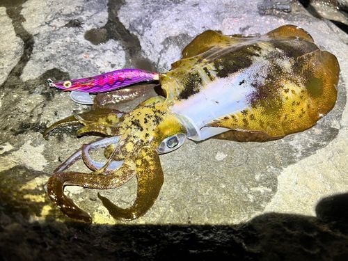 アオリイカの釣果