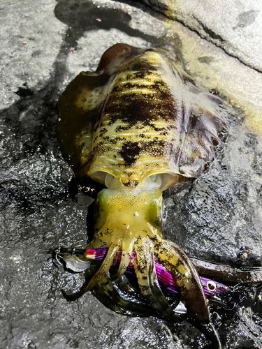 アオリイカの釣果