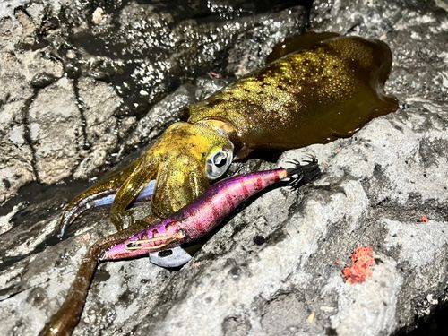 アオリイカの釣果