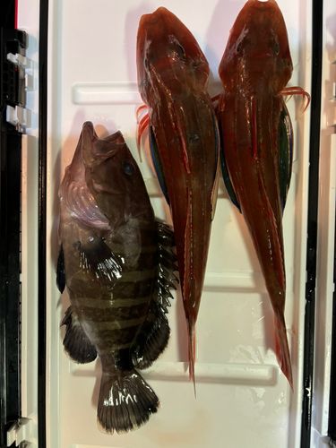 ホウボウの釣果