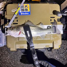 セイゴ（タイリクスズキ）