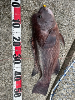 コブダイの釣果