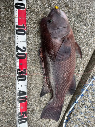 コブダイの釣果