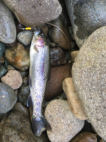 ニジマスの釣果