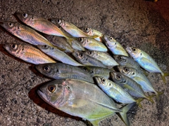 アジの釣果