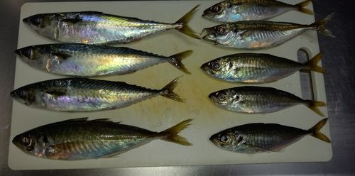 アジの釣果