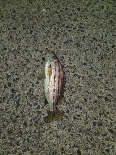コトヒキの釣果