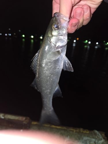 セイゴ（ヒラスズキ）の釣果