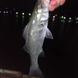 セイゴ（ヒラスズキ）