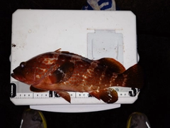 キジハタの釣果