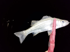 セイゴ（ヒラスズキ）の釣果