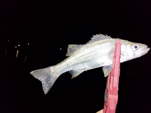 セイゴ（ヒラスズキ）の釣果