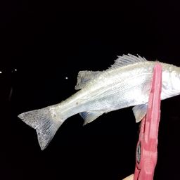 セイゴ（ヒラスズキ）