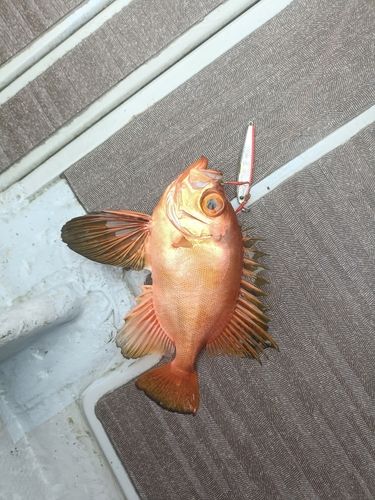 チカメキントキの釣果