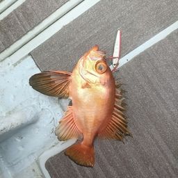 チカメキントキ