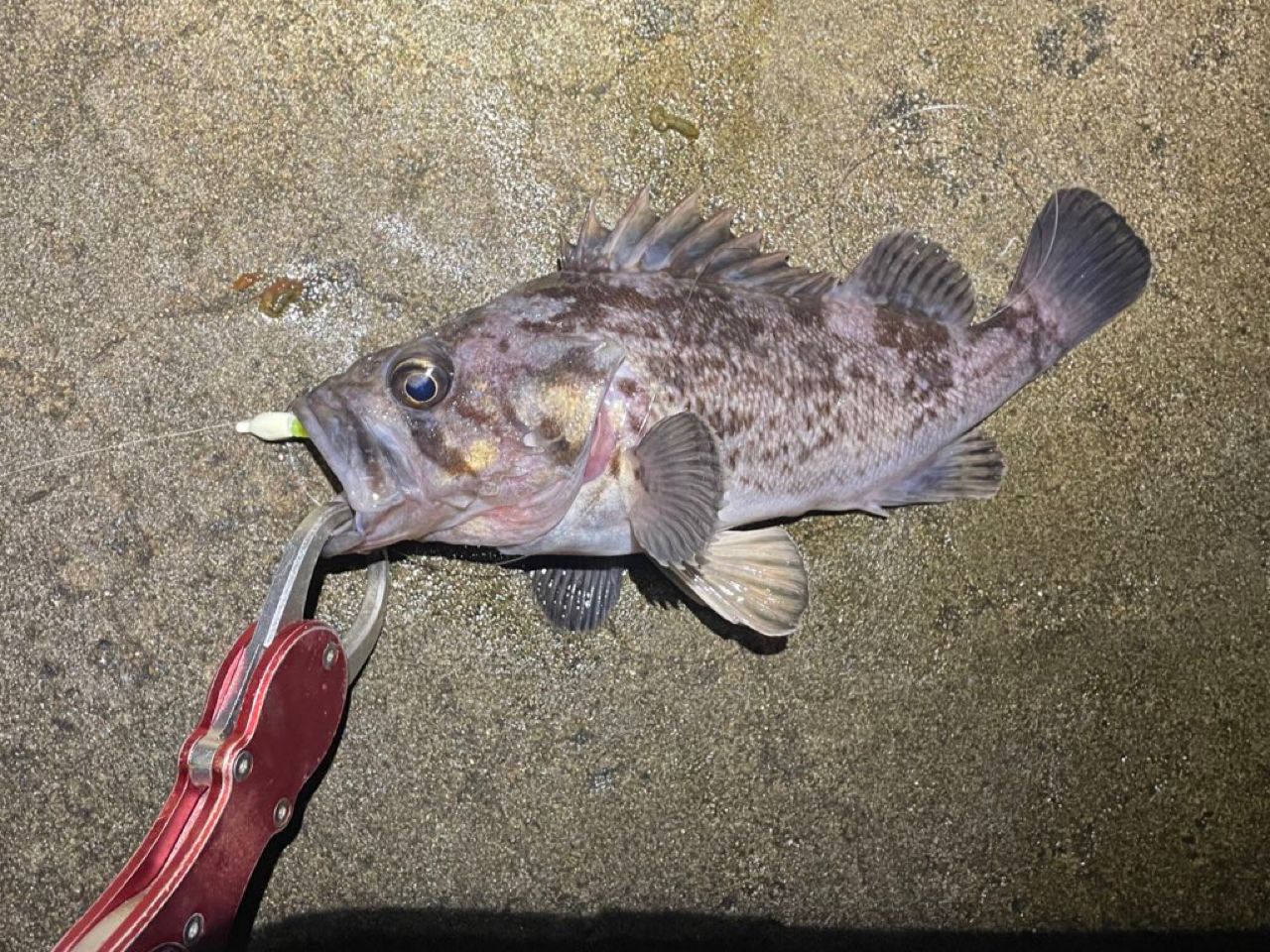 DAIWA 16アジング X 68L-Sの最安値・インプレ・釣果 | 本音の口コミが