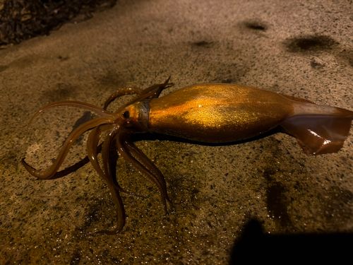 ヤリイカの釣果