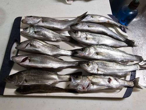 セイゴ（マルスズキ）の釣果