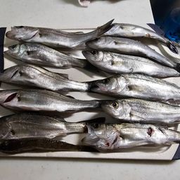 セイゴ（マルスズキ）