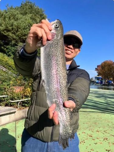 ニジマスの釣果