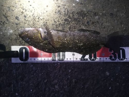 アイナメの釣果