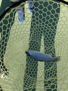 ニジマスの釣果