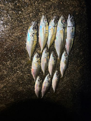 アジの釣果