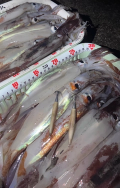 スルメイカの釣果