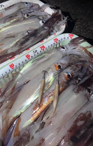 スルメイカの釣果