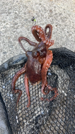 タコの釣果