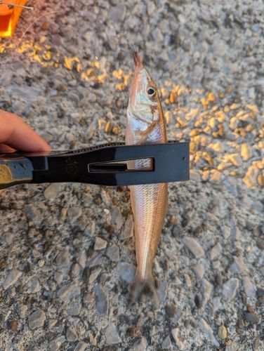 シロギスの釣果