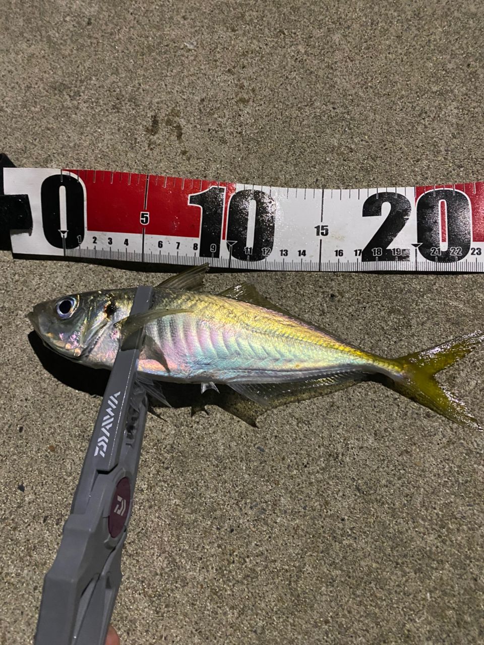 SHIMANO 23ソアレ BB アジング S64UL-Sの最安値・インプレ・釣果